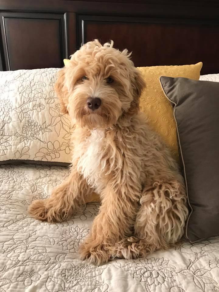 teddy schnoodle